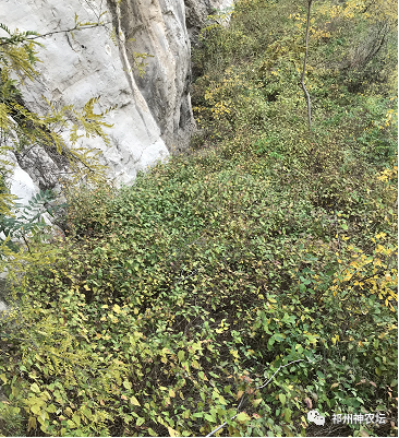 冬凌草抗肿瘤到底有多少强？冬凌草糖浆功效与作用