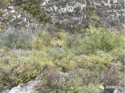 冬凌草抗肿瘤到底有多少强？冬凌草糖浆功效与作用
