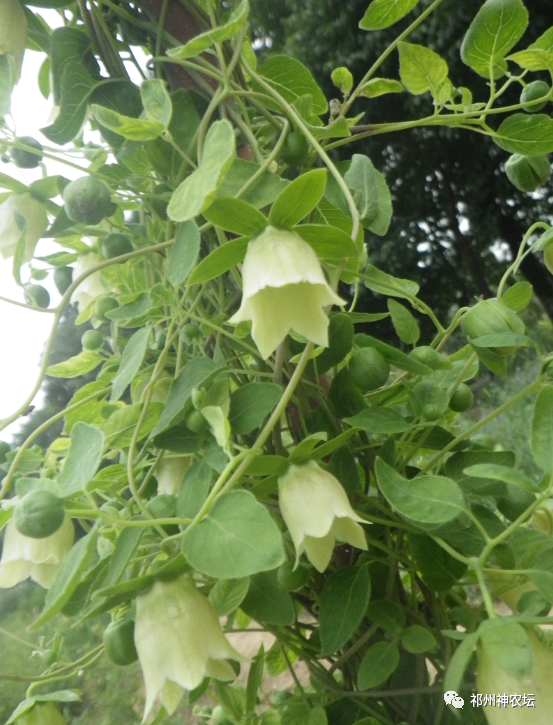 桔梗科党参属中药有几种？桔梗与党参是一样的吗