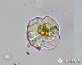 冬凌草抗肿瘤到底有多少强？冬凌草糖浆功效与作用