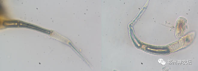 冬凌草抗肿瘤到底有多少强？冬凌草糖浆功效与作用