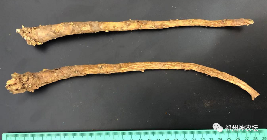 热河黄芩产地哪里？河北道地药材热河黄芩图片