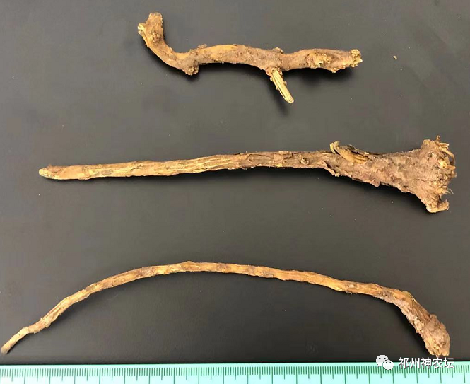 热河黄芩产地哪里？河北道地药材热河黄芩图片