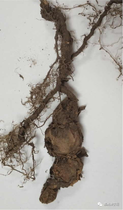 何首乌的样子图片？何首乌是云锦花纹还是左旋右旋？