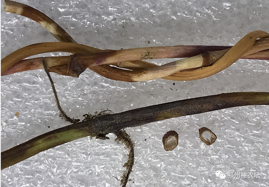 何首乌的样子图片？何首乌是云锦花纹还是左旋右旋？