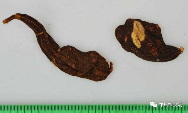 何首乌的样子图片？何首乌是云锦花纹还是左旋右旋？