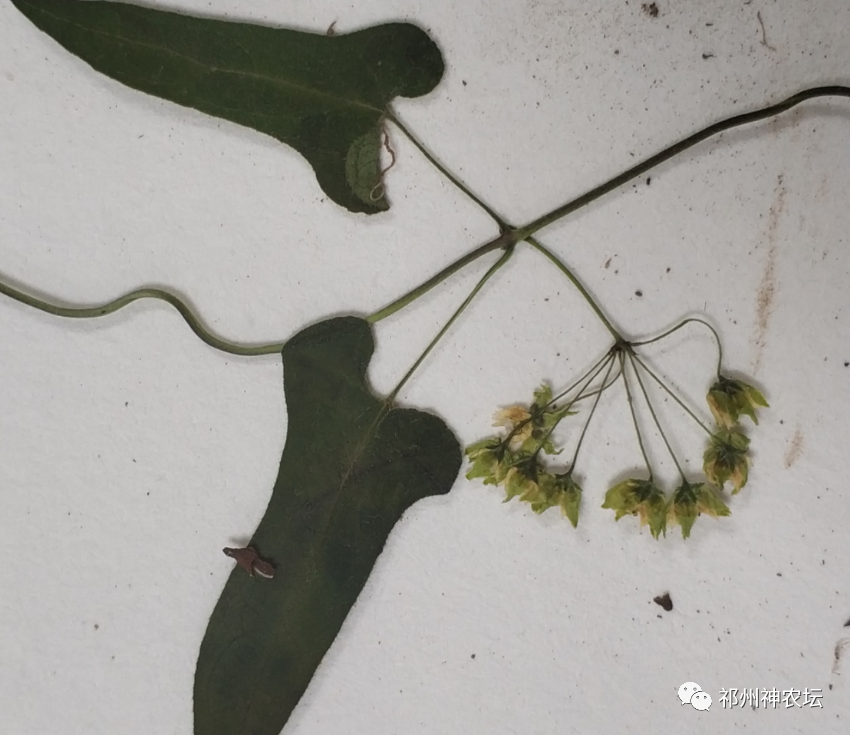 何首乌的样子图片？何首乌是云锦花纹还是左旋右旋？