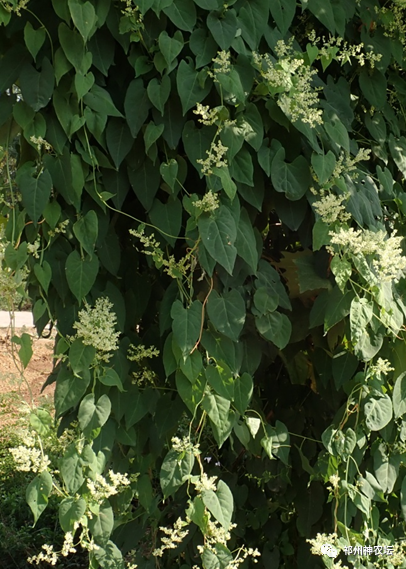 何首乌的样子图片？何首乌是云锦花纹还是左旋右旋？