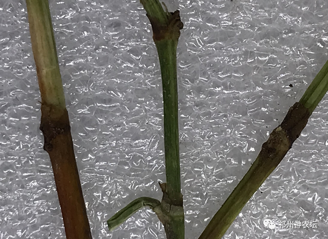 何首乌的样子图片？何首乌是云锦花纹还是左旋右旋？