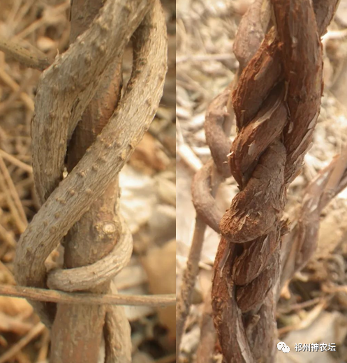 何首乌的样子图片？何首乌是云锦花纹还是左旋右旋？