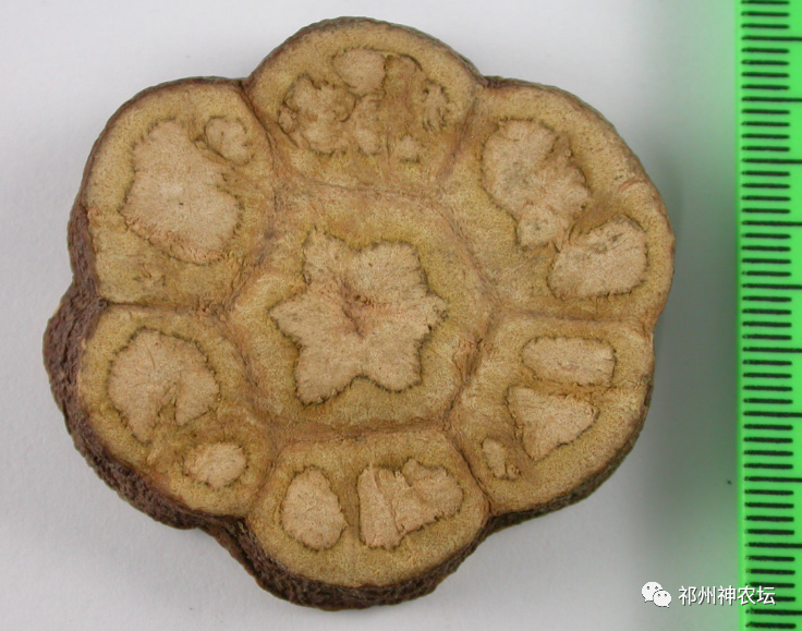 何首乌的样子图片？何首乌是云锦花纹还是左旋右旋？