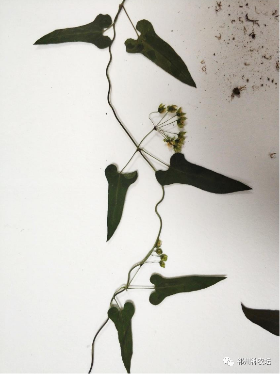 何首乌的样子图片？何首乌是云锦花纹还是左旋右旋？