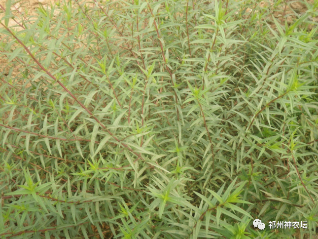 热河黄芩产地哪里？河北道地药材热河黄芩图片