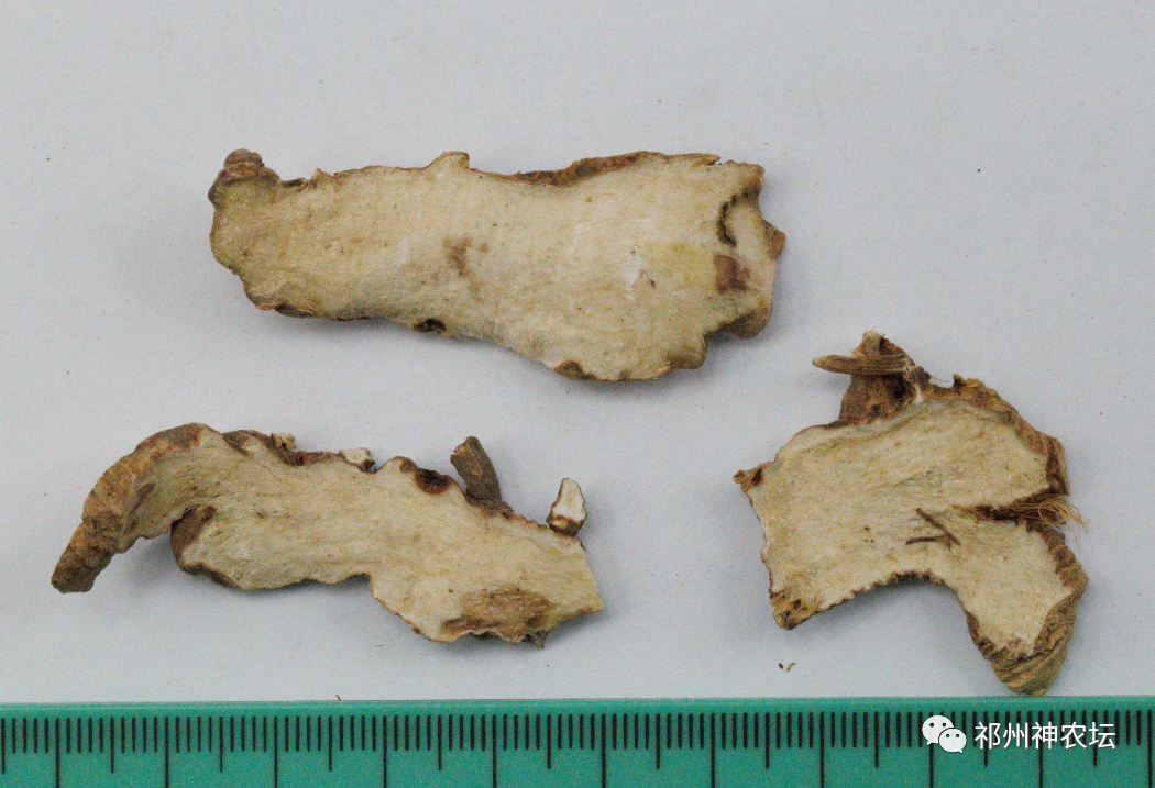 西陵知母产地在哪？河北道地药材西陵知母来历