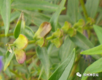 热河黄芩产地哪里？河北道地药材热河黄芩图片