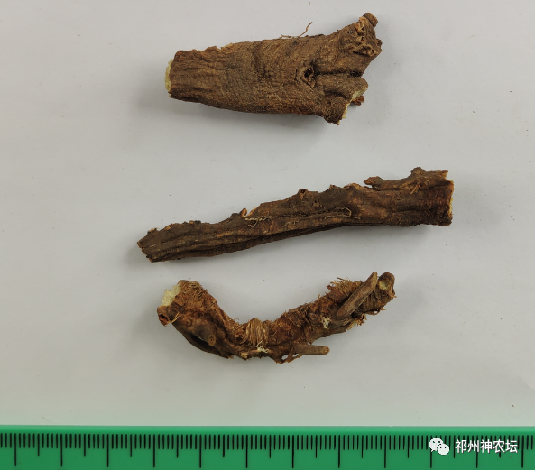 西陵知母产地在哪？河北道地药材西陵知母来历