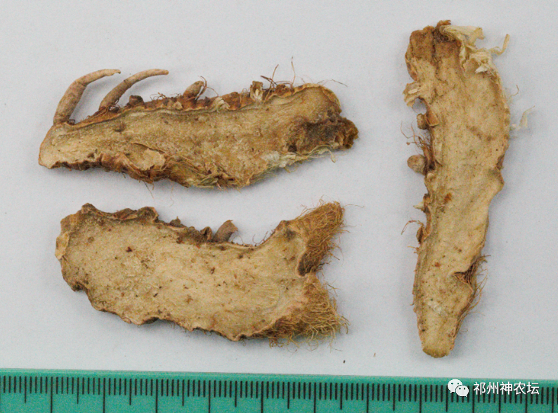 西陵知母产地在哪？河北道地药材西陵知母来历