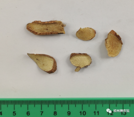 西陵知母产地在哪？河北道地药材西陵知母来历