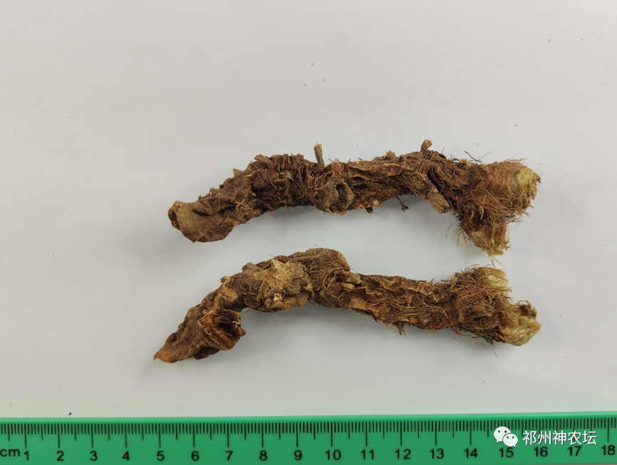 西陵知母产地在哪？河北道地药材西陵知母来历