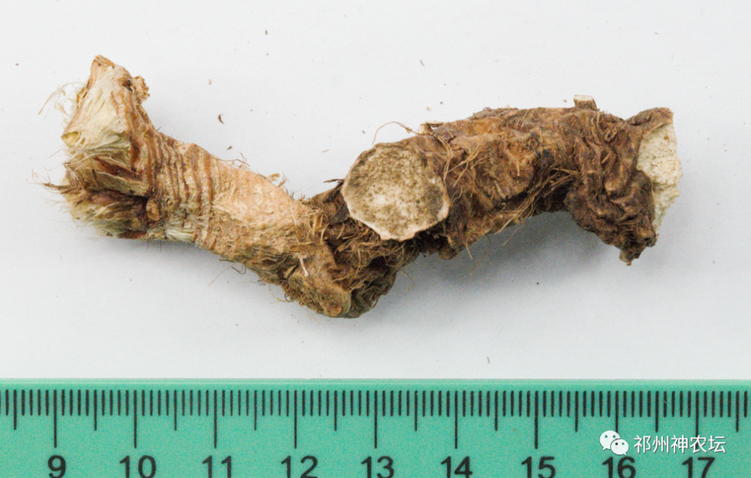 西陵知母产地在哪？河北道地药材西陵知母来历