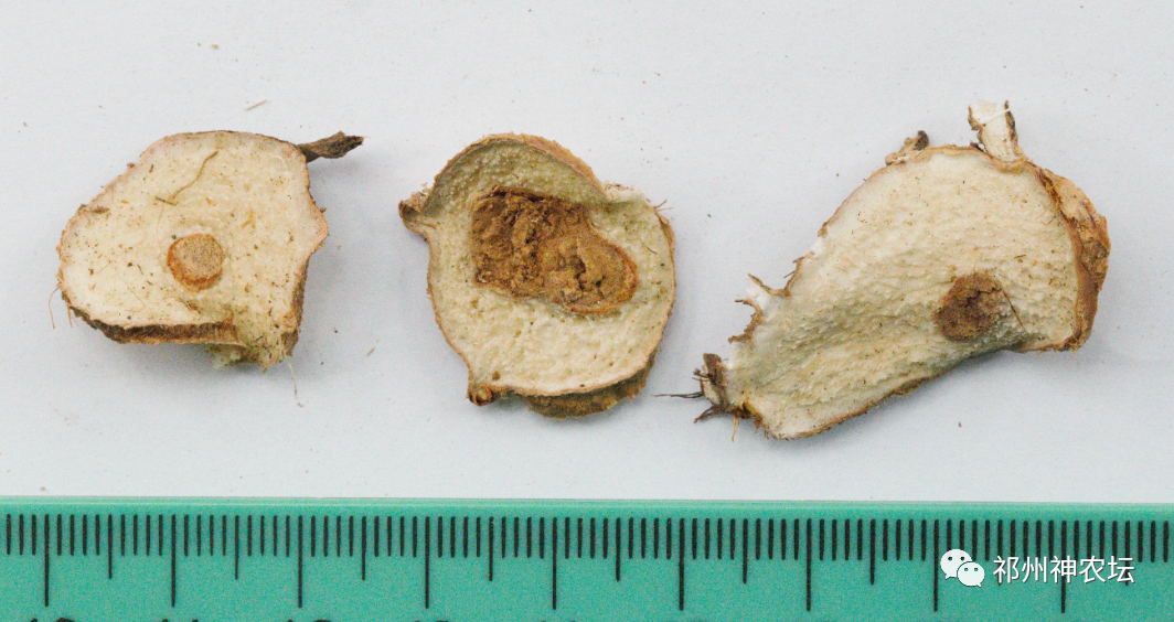 西陵知母产地在哪？河北道地药材西陵知母来历