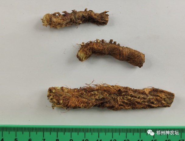 西陵知母产地在哪？河北道地药材西陵知母来历