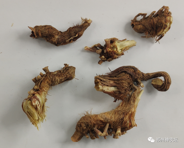 西陵知母产地在哪？河北道地药材西陵知母来历