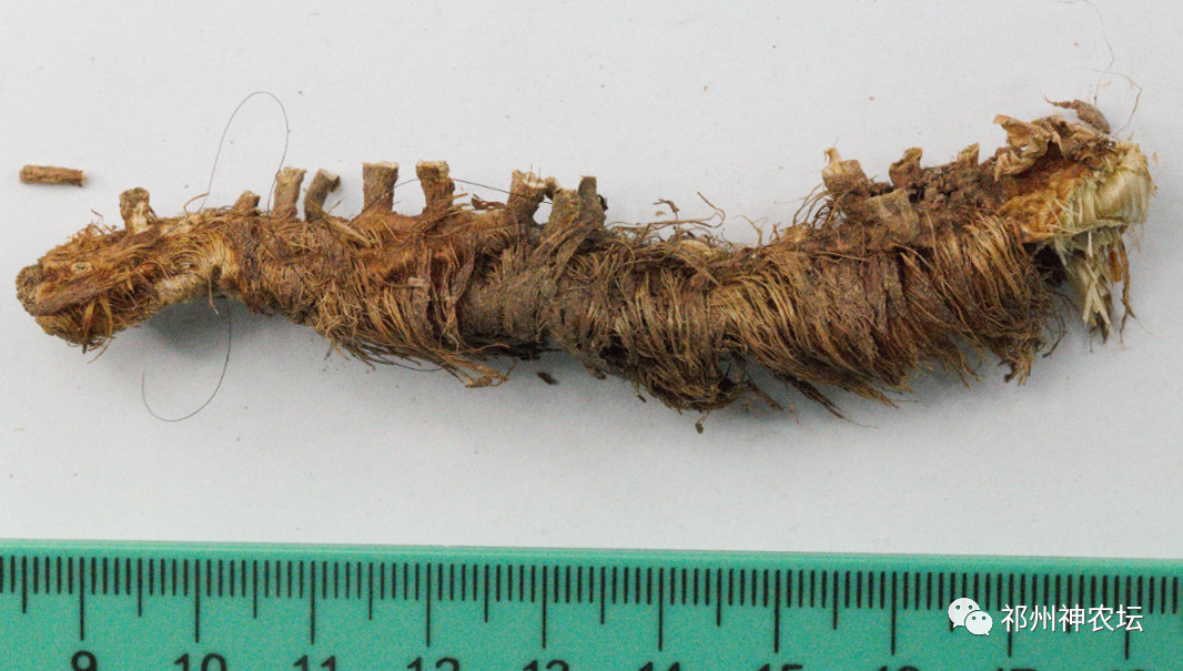 西陵知母产地在哪？河北道地药材西陵知母来历