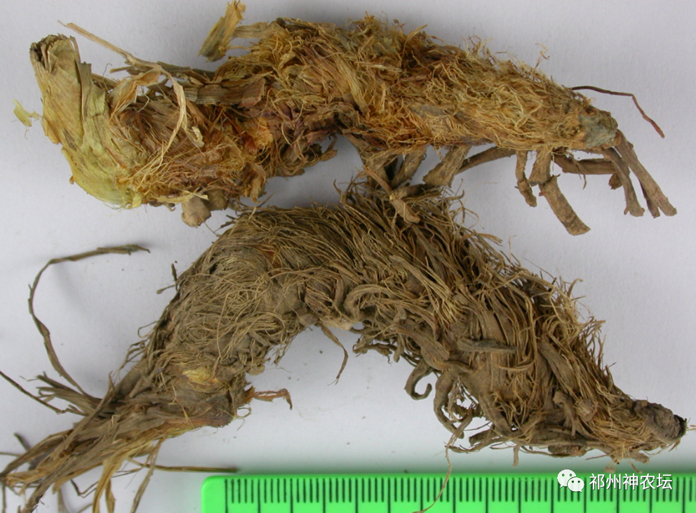 西陵知母产地在哪？河北道地药材西陵知母来历