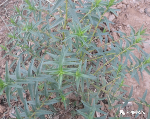 热河黄芩产地哪里？河北道地药材热河黄芩图片