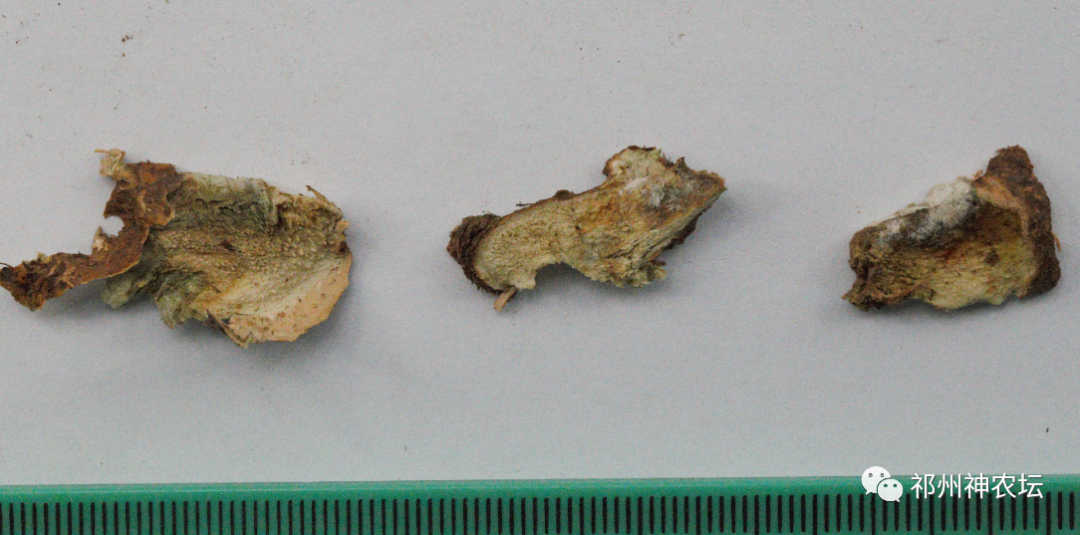 西陵知母产地在哪？河北道地药材西陵知母来历