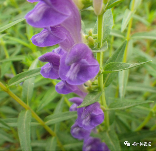 热河黄芩产地哪里？河北道地药材热河黄芩图片