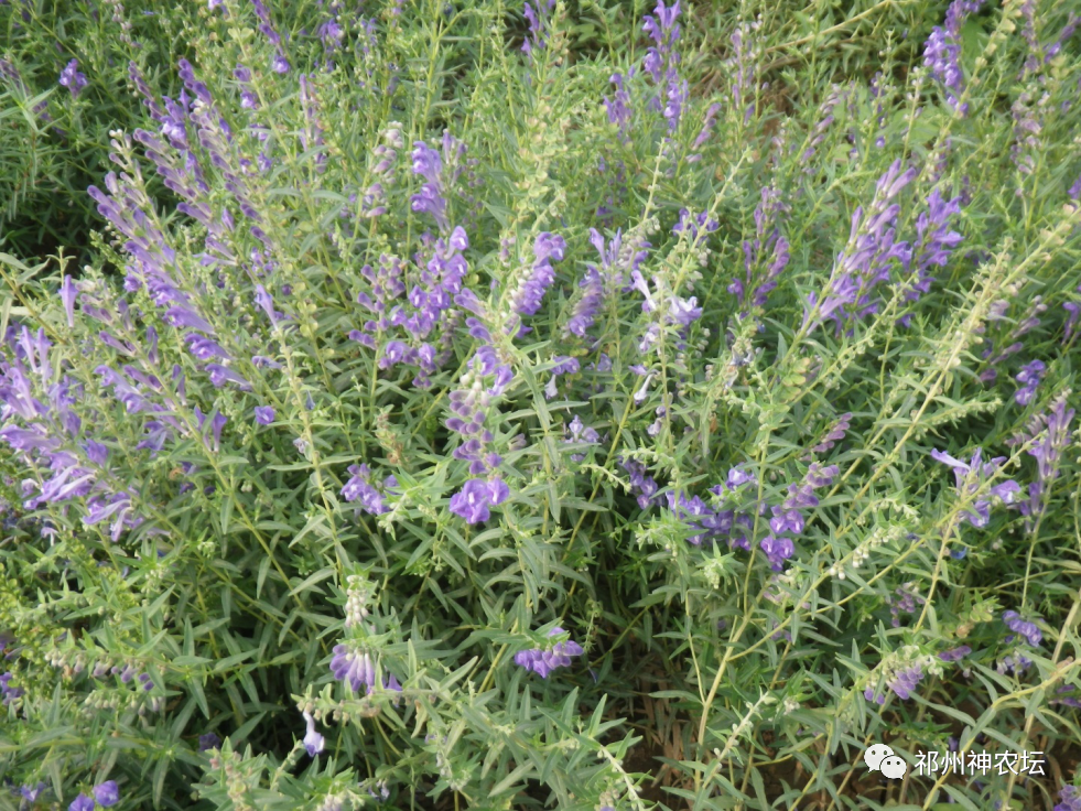 热河黄芩产地哪里？河北道地药材热河黄芩图片