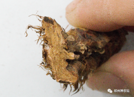 西陵知母产地在哪？河北道地药材西陵知母来历