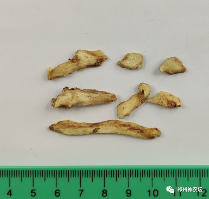 西陵知母产地在哪？河北道地药材西陵知母来历