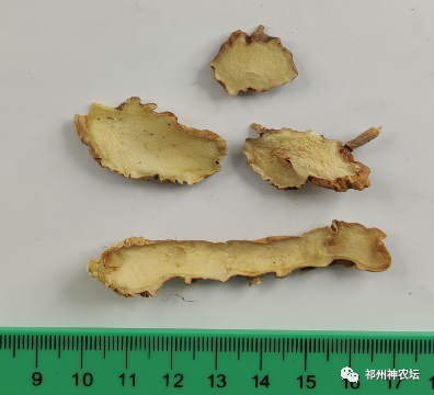 西陵知母产地在哪？河北道地药材西陵知母来历