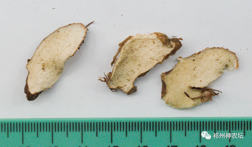 西陵知母产地在哪？河北道地药材西陵知母来历