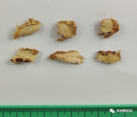 西陵知母产地在哪？河北道地药材西陵知母来历