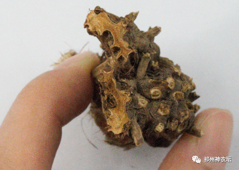 西陵知母产地在哪？河北道地药材西陵知母来历