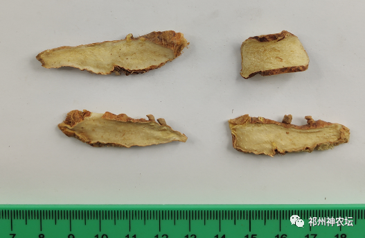 西陵知母产地在哪？河北道地药材西陵知母来历