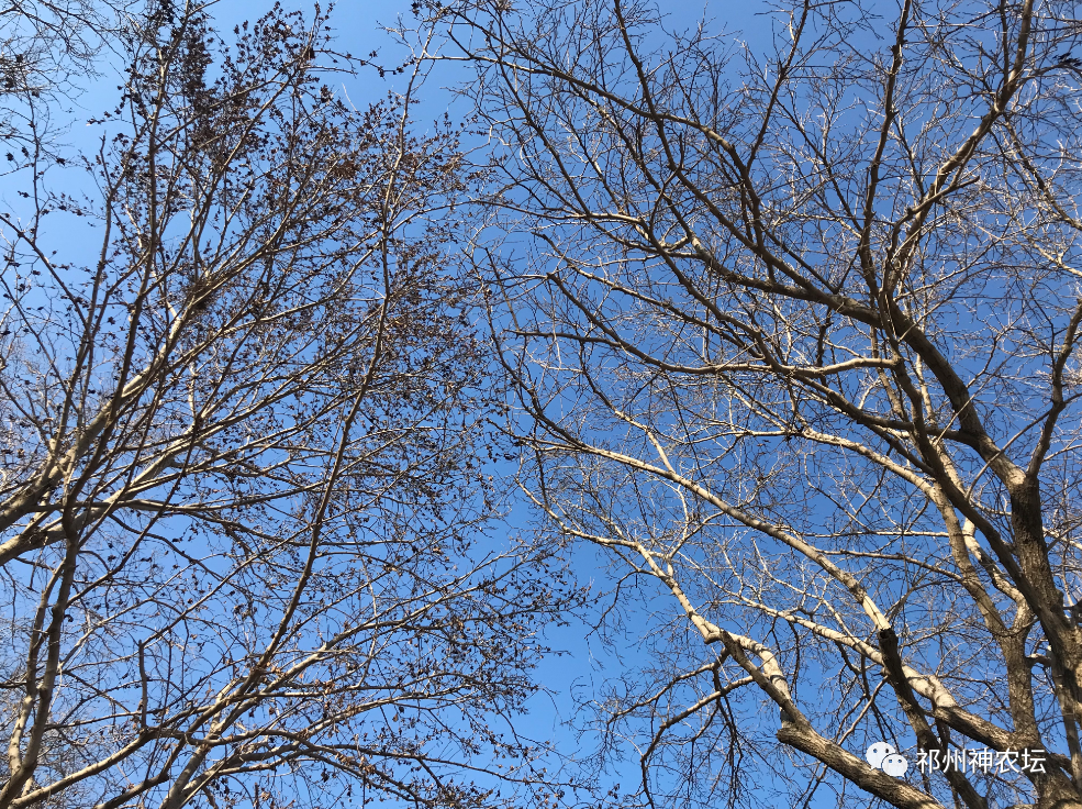 杜仲的功效与作用与主治有哪些？来自孑遗植物的腰痛要药