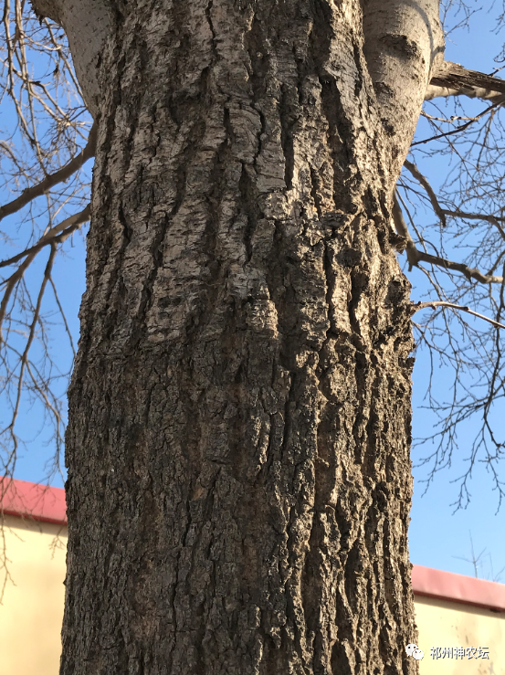 杜仲的功效与作用与主治有哪些？来自孑遗植物的腰痛要药