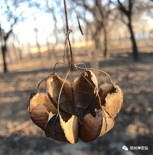 何首乌的样子图片？何首乌是云锦花纹还是左旋右旋？