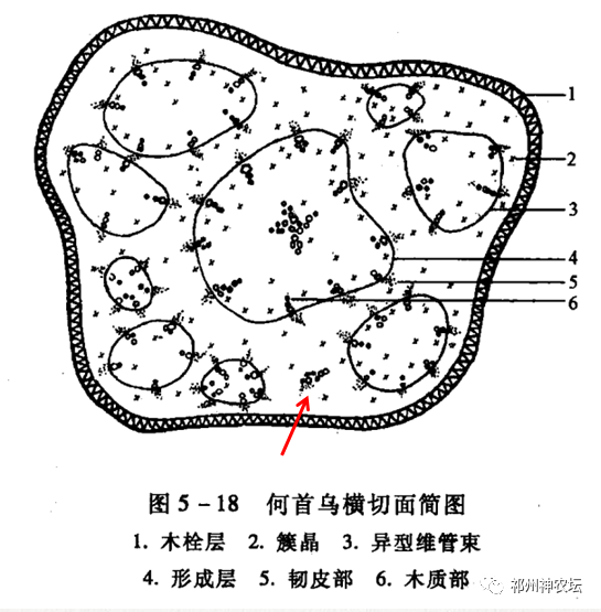 何首乌的样子图片？何首乌是云锦花纹还是左旋右旋？