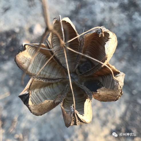 何首乌的样子图片？何首乌是云锦花纹还是左旋右旋？