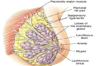 知识点丨乳房区域浅筋膜与乳腺的关系