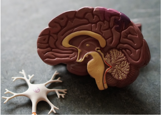 ��Research Square����Omicron���ֲ��������Ϻ������汾����һ������