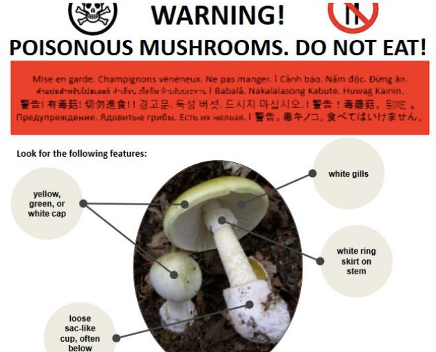 小心这种致命死亡蘑菇！长得很像华人爱吃的草菇...一旦食用会导致肝肾衰竭或死亡（视频/组图） - 13