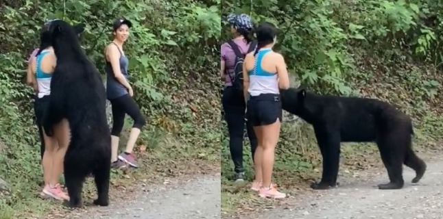 超淡定：美女爬山惨遭黑熊强抱！拍腿、轻拉要抢压寨夫人，她竟还自拍…