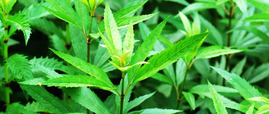 口苦口臭？乡下的这种野草叶子，用3天就能解决，用一个好一个！